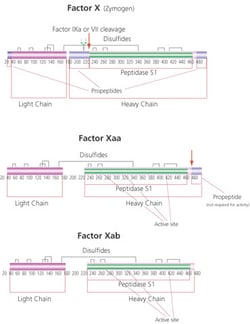 Sigma Aldrich Fine Chemicals Biosciences&nbsp;Factor X Activated (Xa) from Bovine Plasma | 9002-05-5 | MFCD00163610 | 50ug