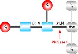 Sigma Aldrich Fine Chemicals Biosciences PNGase F from Elizabethkingia
