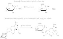 Sigma Aldrich Fine Chemicals Biosciences β-Glucuronidase from limpets (Patella