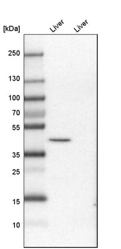 Sigma Aldrich Fine Chemicals Biosciences Anti-PRDM12 antibody produced
