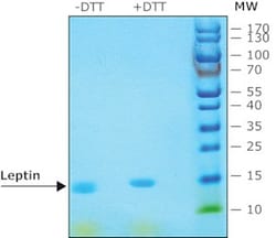 Sigma Aldrich Fine Chemicals Biosciences&nbsp;Leptin from mouse recombinant, expressed in E. coli, lyophilized powder | 181030-10-4 | MFCD01094206 | 1mg