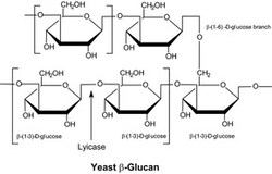Sigma Aldrich Fine Chemicals Biosciences Lyticase from Arthrobacter luteus