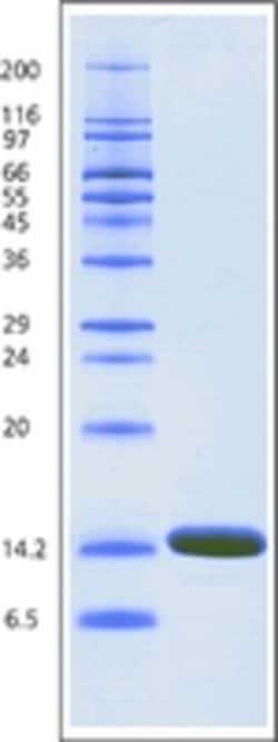 Sigma Aldrich Fine Chemicals Biosciences Lysozyme from chicken egg white