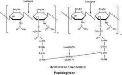 Sigma Aldrich Fine Chemicals Biosciences Lysozyme from chicken egg white,