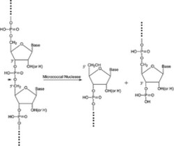 Sigma Aldrich Fine Chemicals Biosciences Nuclease micrococcal from Staphylococcus