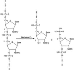 Sigma Aldrich Fine Chemicals Biosciences Nuclease P1 from Penicillium citrinum,