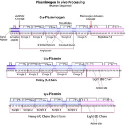 Sigma Aldrich Fine Chemicals Biosciences Plasmin from human plasma | 9001-90-5