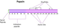 Sigma Aldrich Fine Chemicals Biosciences Papain from papaya latex buffered
