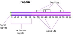 Sigma Aldrich Fine Chemicals Biosciences Papain from papaya latex lyophilized