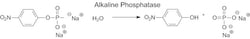 Sigma Aldrich Fine Chemicals Biosciences Phosphatase, Alkaline from bovine