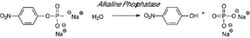 Sigma Aldrich Fine Chemicals Biosciences Phosphatase, Alkaline from bovine