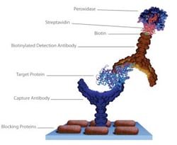 Sigma Aldrich Fine Chemicals Biosciences Streptavidin from Streptomyces