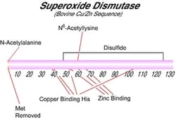 Sigma Aldrich Fine Chemicals Biosciences Superoxide Dismutase bovine recombinant,