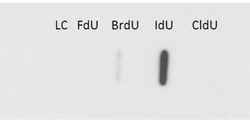 Sigma Aldrich Fine Chemicals Biosciences Monoclonal Anti-IdU antibody produced