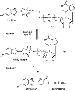 Sigma Aldrich Fine Chemicals Biosciences Luciferase from Photinus pyralis