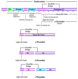 Sigma Aldrich Fine Chemicals Biosciences Thrombin from human plasma | 9002-04-4