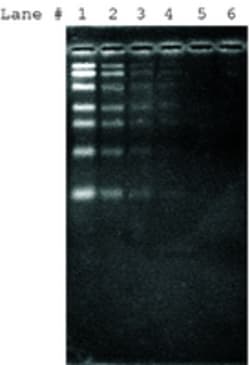 Sigma Aldrich Fine Chemicals Biosciences SYBR(R) Green II RNA gel stain 10,000 x in DMSO | 172827-25-7 | MFCD00284716 | 0.5ML