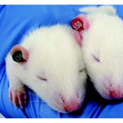 Braintree Scientific La Pias Ear Tags, Rat, 5 Colors 21-40/ea, Quantity: