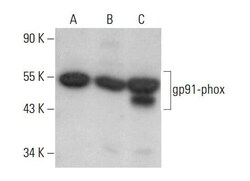 Santa Cruz Biotechnology gp91-phox Antibody, 200 ug/mL, Quantity: Each