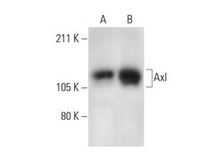 Santa Cruz Biotechnology Axl Antibody (H-3), 200 ug/mL, Quantity: Each