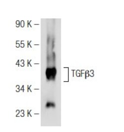 Santa Cruz Biotechnology TGFbeta3 Antibody (G-9), 200 ug/mL, Quantity: