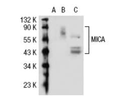 Santa Cruz Biotechnology MICA Antibody (2C10), 200 ug/mL, Quantity: Each
