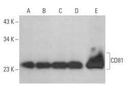 Santa Cruz Biotechnology CD81 Antibody (5A6), 200 ug/mL, Quantity: Each