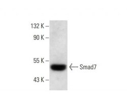 Santa Cruz Biotechnology Smad7 Antibody (B-8) | 200 ug/mL, Quantity: Each