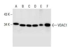Santa Cruz Biotechnology VDAC1 Antibody (B-6), 200 ug/mL, Quantity: Each