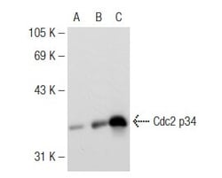 Santa Cruz Biotechnology Cdc2 p34 Antibody (17), 200 ug/mL, Quantity: Each