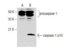 Santa Cruz Biotechnology Caspase-1 Antibody (14F468), 100 ug/mL, Quantity: