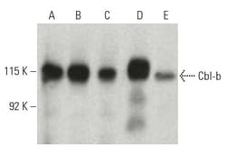 Santa Cruz Biotechnology Cbl-b Antibody (G-1), 200 ug/mL, Quantity: Each
