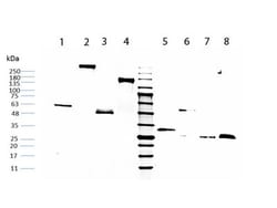 Rockland Immunochemicals HUMAN IgG F(c) fragment - 009-0103, Quantity: