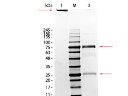 Rockland Immunochemicals RAT IgM whole molecule - 012-0107, Quantity: Each