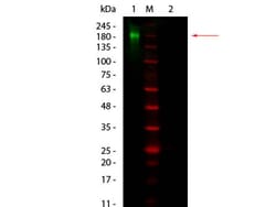 Rockland Immunochemicals&nbsp;Fluorescent TrueBlot: Anti-Rabbit IgG DyLight&trade; 800 - 18-4516-32