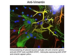 Rockland Immunochemicals Anti-Vimentin (Chicken) Antibody - 200-901-E54,