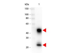 Rockland Immunochemicals Anti-MOUSE IgG (H&L) (GOAT) Antibody Peroxidase