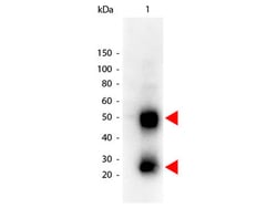Rockland Immunochemicals Anti-MOUSE IgG (H&L) (GOAT) Antibody Peroxidase