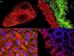Rockland Immunochemicals Anti-MOUSE IgG (H&L) (GOAT) Antibody ATTO 488
