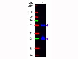 Rockland Immunochemicals&nbsp;Anti-MOUSE IgG (H&L) (SHEEP) Antibody Fluorescein Conjugated - 610-602-002