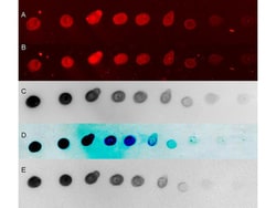 Rockland Immunochemicals Anti-RABBIT IgG (H&L) (GOAT) Antibody Peroxidase