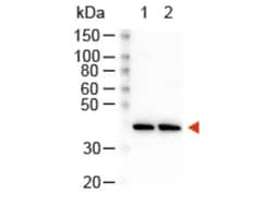 Rockland Immunochemicals Anti-RABBIT IgG (H&L) (GOAT) Antibody Peroxidase