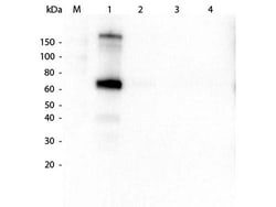 Rockland Immunochemicals Anti-MONKEY IgM (mu chain) (GOAT) Antibody - 617-101-007,