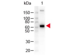 Rockland Immunochemicals Anti-MONKEY IgM (mu chain) (GOAT) Antibody Peroxidase