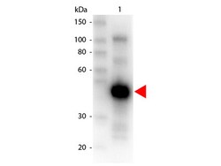Rockland Immunochemicals Anti-MONKEY IgG (gamma chain) (GOAT) Antibody