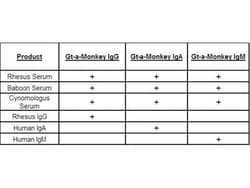 Rockland Immunochemicals Anti-MONKEY IgG (gamma chain) (GOAT) Antibody