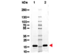 Rockland Immunochemicals AVIDIN - A003-01