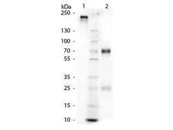 Rockland Immunochemicals CHICKEN Gamma Globulin Fraction - D602-0100, Quantity: