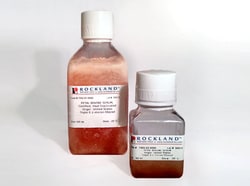 Rockland Immunochemicals FETAL BOVINE SERUM, Certified, Heat Inactivated