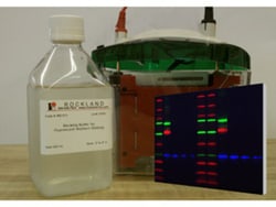 Rockland Immunochemicals Blocking Buffer for Fluorescent Western Blotting